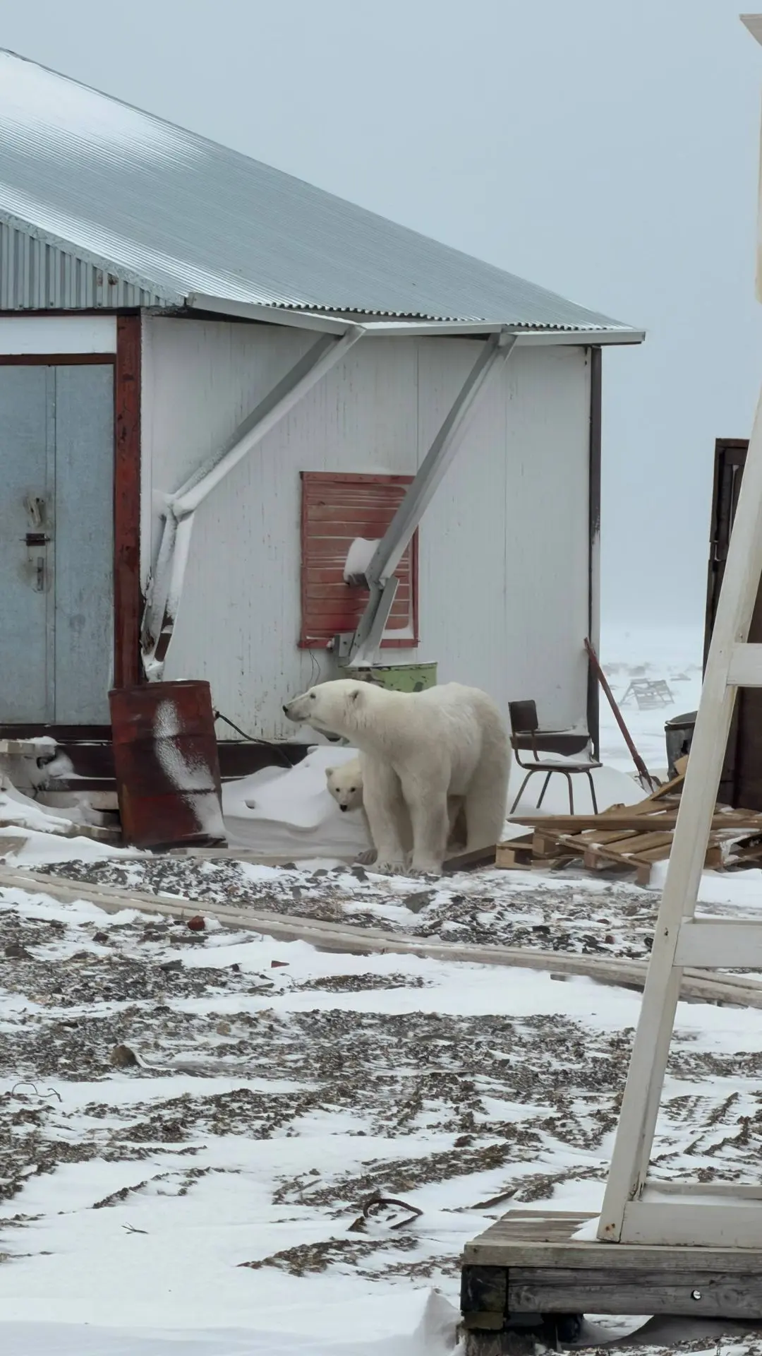 🐻‍❄️ Медведица с медвежонком искала укрытие среди построек метеостанции на мысе Челюск...