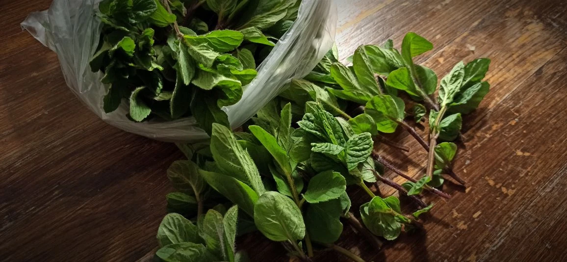 Из опытов на себе. Опыты ЗОЖ-оттенка.
Прекрасная Mentha piperita! Одно название уже милУет и нежит с