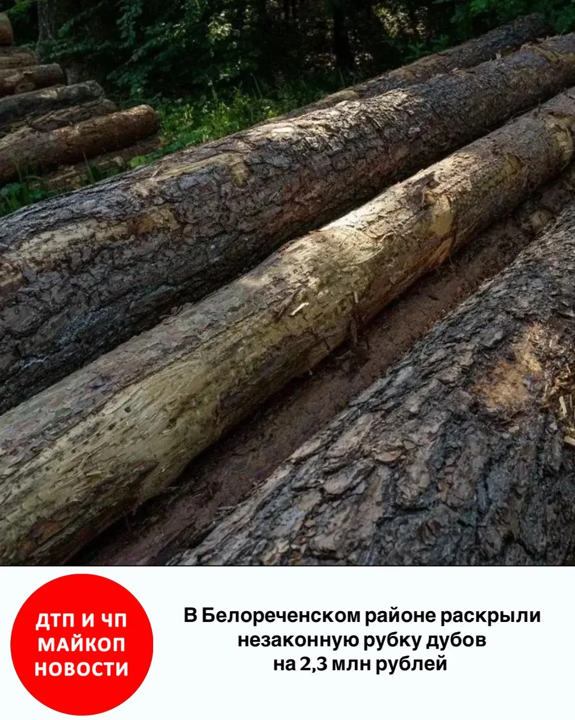 В Белореченском районе раскрыли незаконную рубку дубов на 2,3 млн рублей