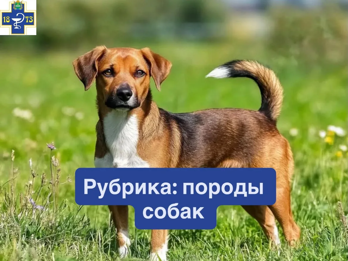 ☑️Австрийский пинчер