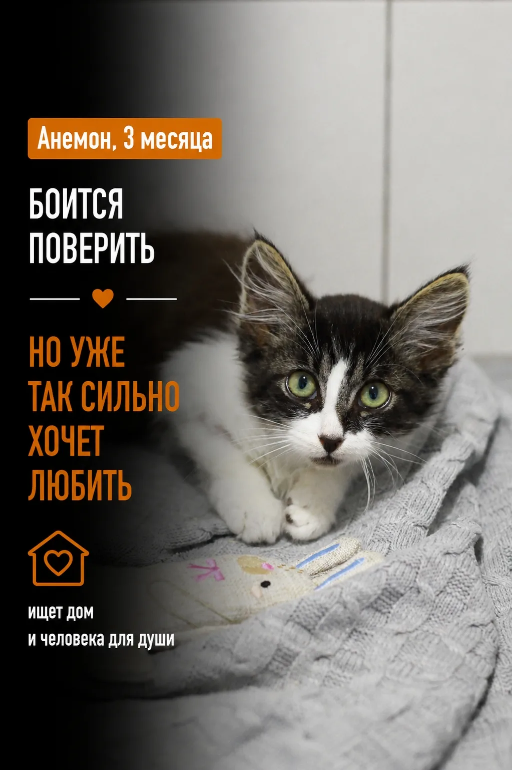 А у нас снова маленькое и пушистое пополнение! Знакомьтесь — Анемон!