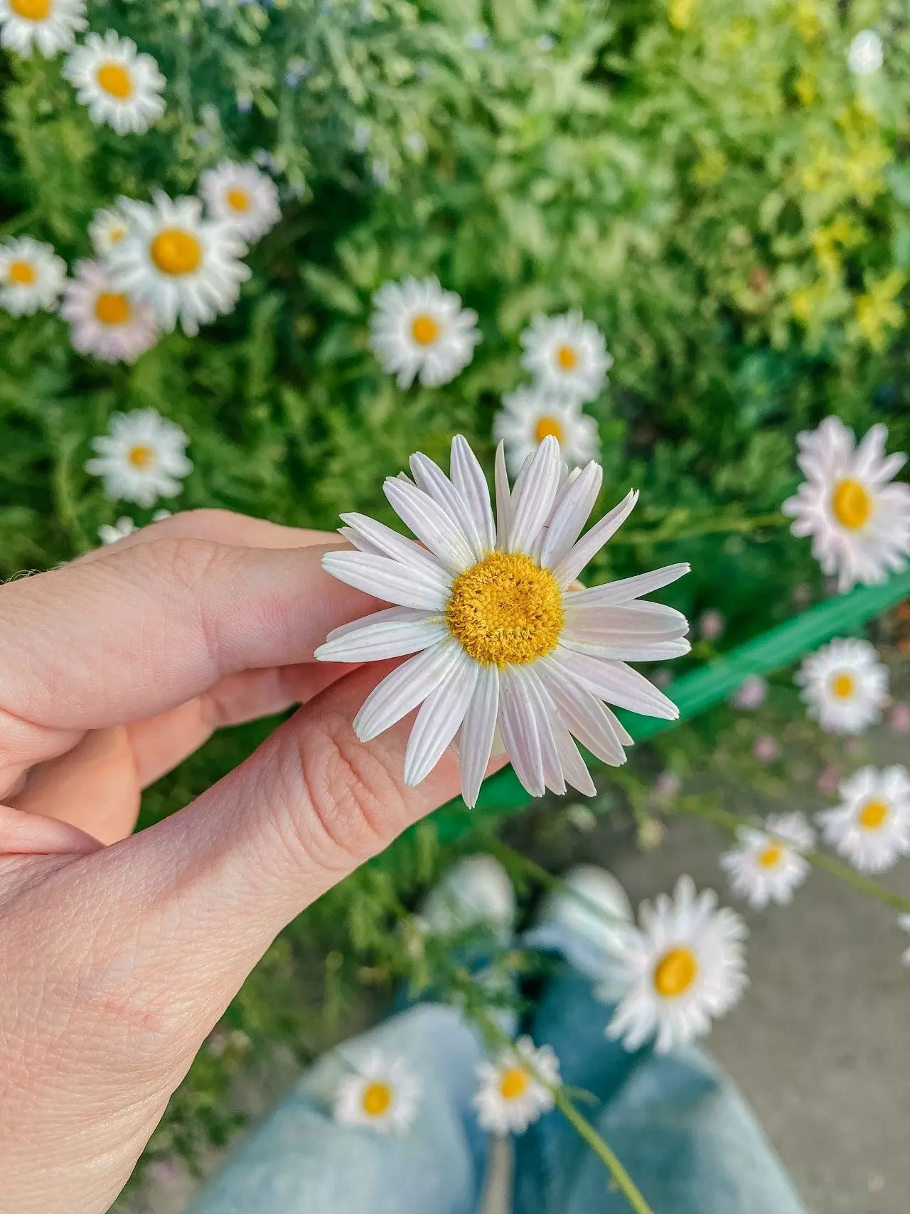 ☀️ Эти яркие летние зарисовки попали в самое сердце 

Такой разноцветный, ароматный цветочный луг и 