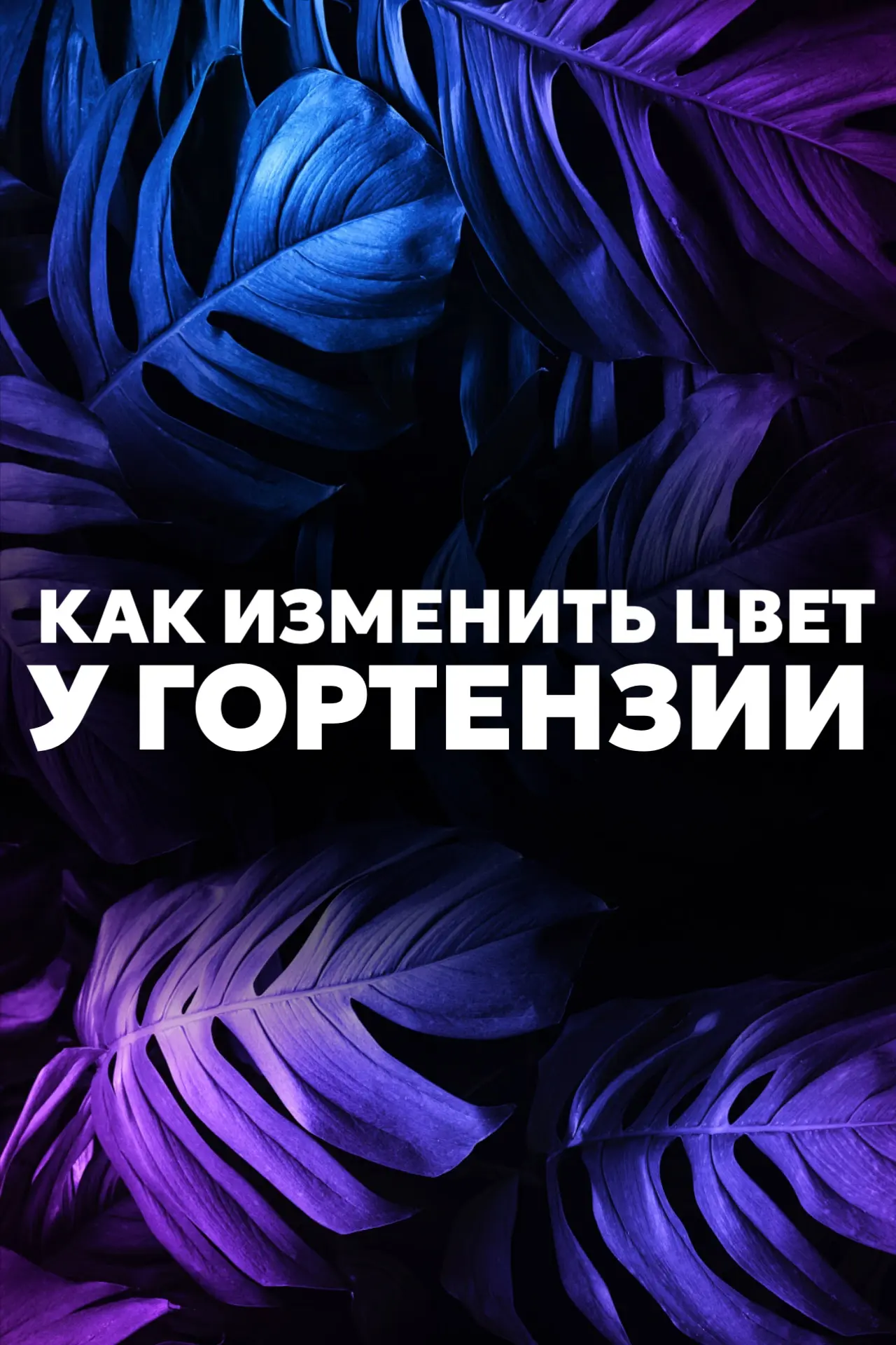 🪄 ГОРТЕНЗИЯ-ХАМЕЛЕОН: как превратить розовые цветы в небесно-голубые? 🌸 ➡️ 🔹

Вы наверняка видели