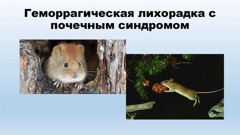 ГЕМОРРАГИЧЕСКАЯ ЛИХОРАДКА С ПОЧЕЧНЫМ СИНДРОМОМ.