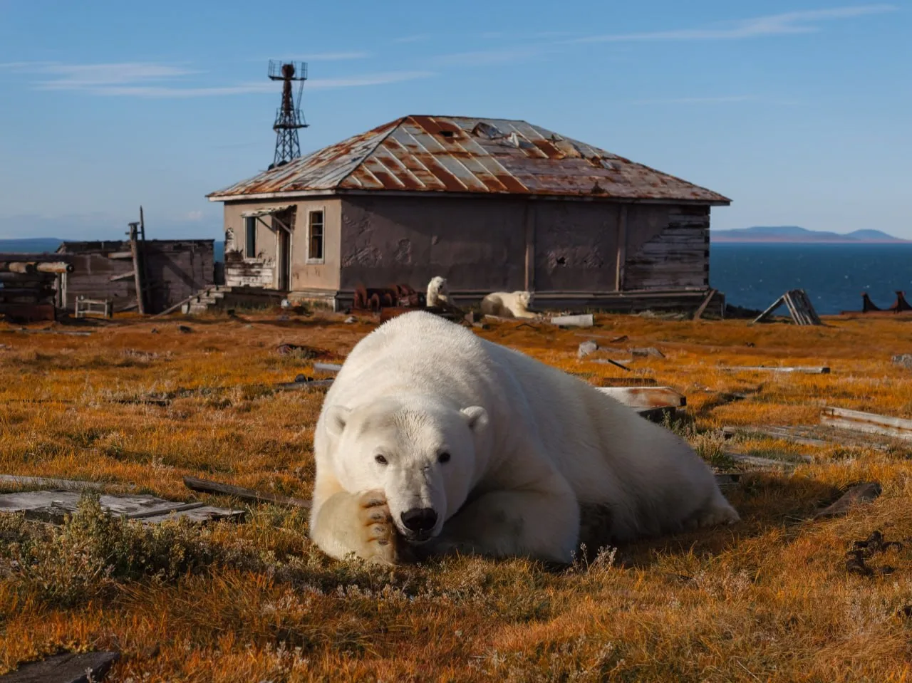 🐻‍❄️ Смотрите, какие белые мишки живут на острове Калючин