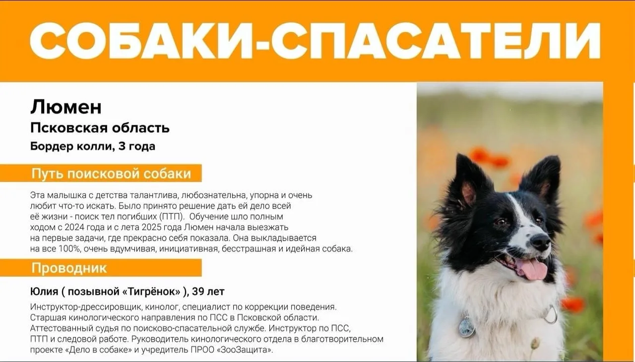 🤯В Псковской области неизвестный застрелил двух поисковых собак «ЛизаАлерт». Это произ...
