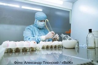 Вопрос нацбезопасности: как происходит импортозамещение инкубационного яйца в России
Объем импорта к