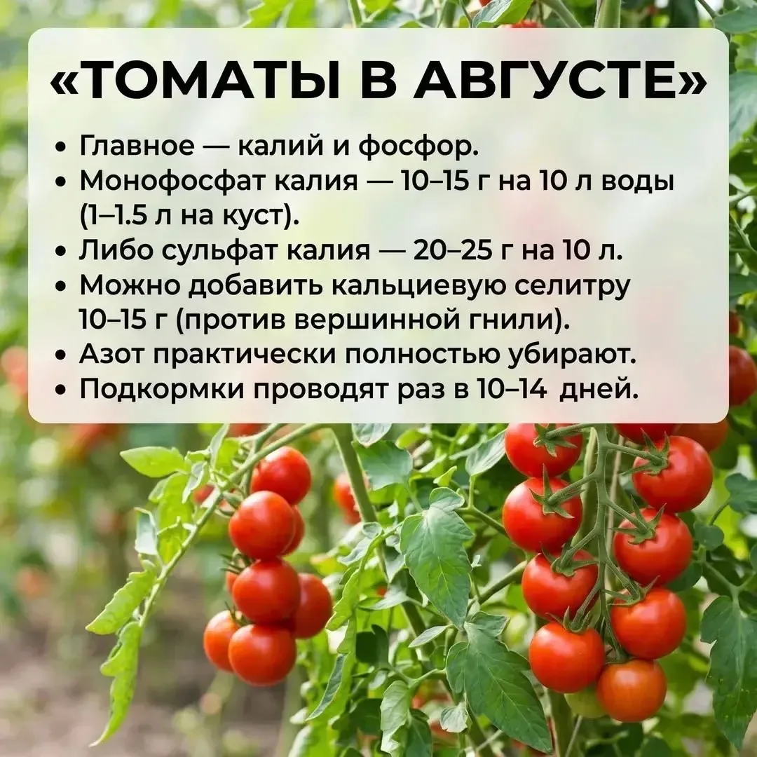 🍅 ТОМАТЫ В АВГУСТЕ: Правильные подкормки для спелых плодов