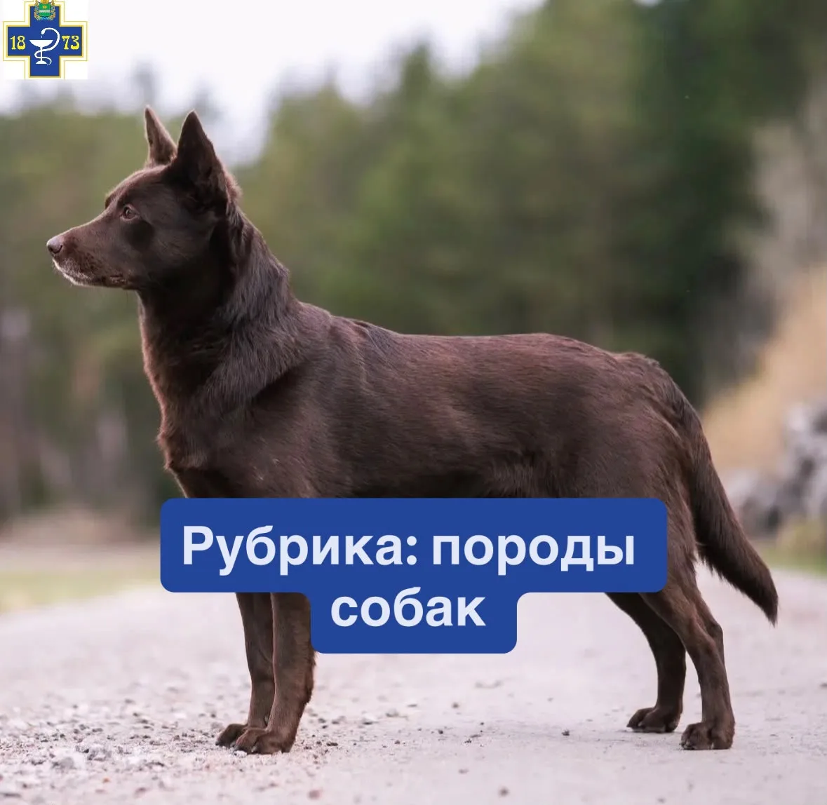 ☑️Австралийский келпи