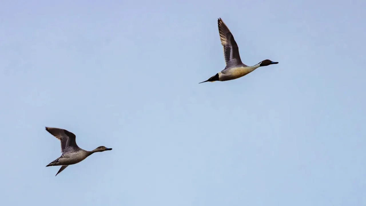 🦆 Сезон охоты открылся в центральных угодьях Ямала  С 23 мая 2026 года на Ямале стартовал сезон весе