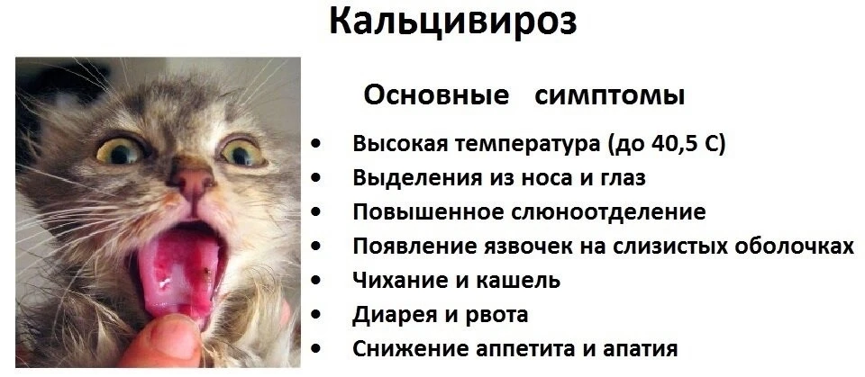 Кальцивироз у кошек проявляется язвами во рту (язык, десны, губы, нос), высокой темпера...