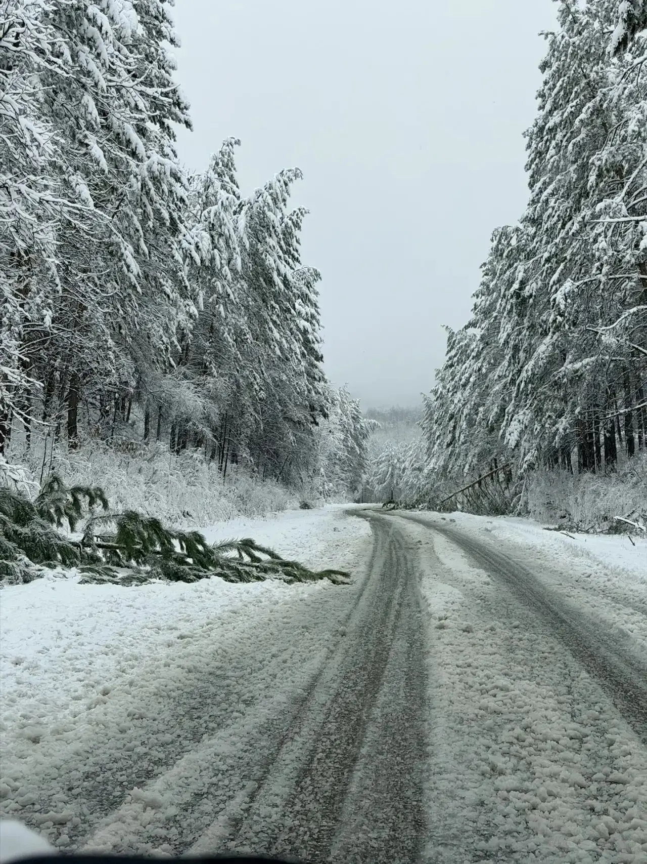🌲 На трассе Свободный — Благовещенск падают деревья из-за непогоды  Из-за мокрого снега на участке д