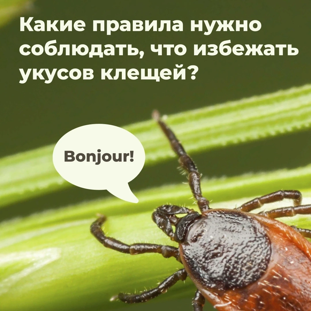 «Мама, я нашел на себе клеща, что делать?»
