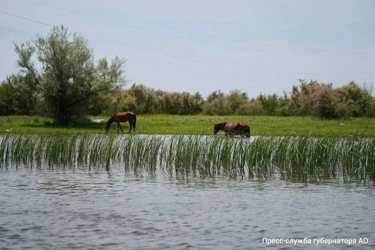 🌊 Половодье-2026 стало лучшим за 20 лет в Астраханской области

Вода в регион пришла вовремя и в ну