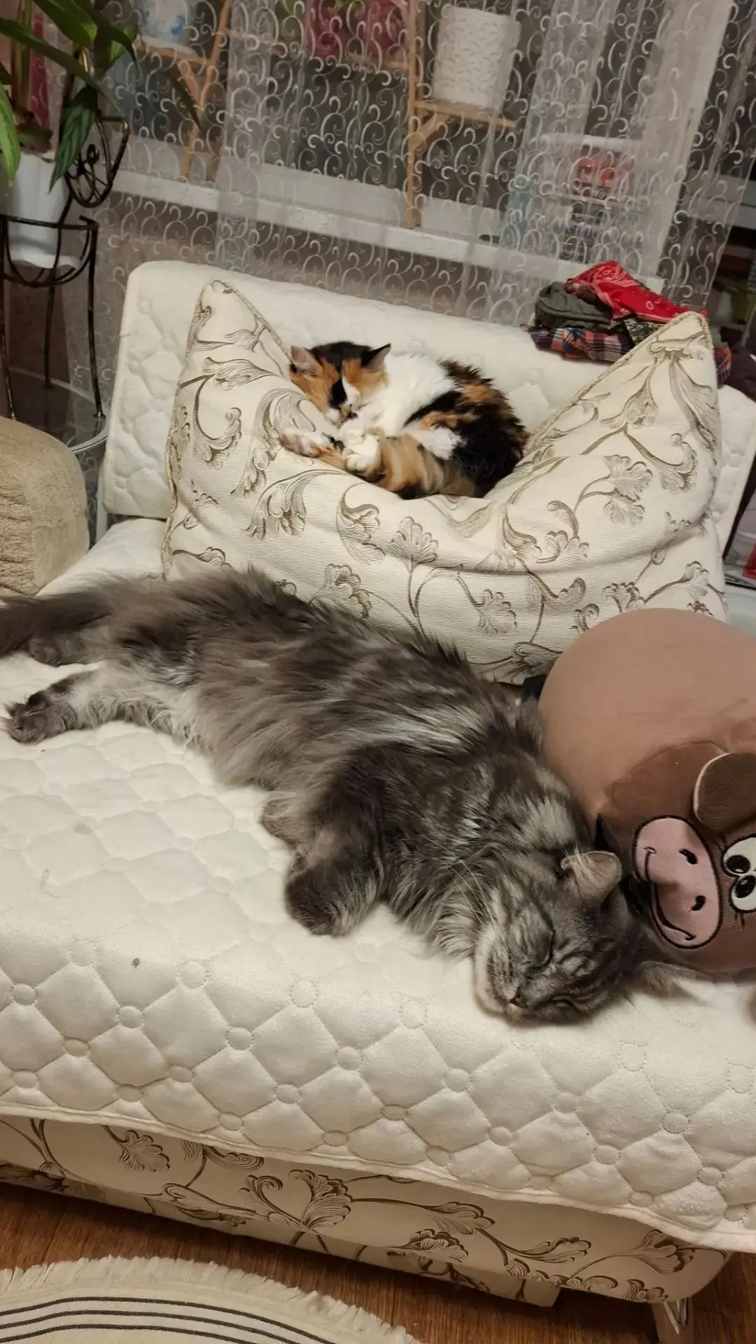 В ленту нашего выпускника Йота  и его котоподружку 😊