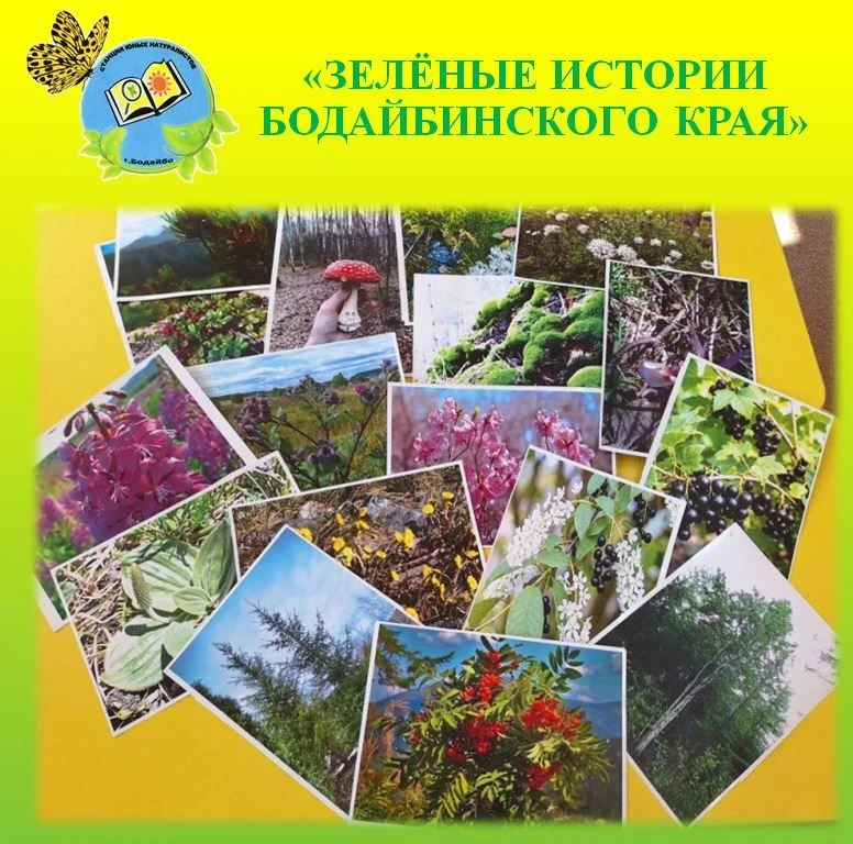 🌿Зелёные истории Бодайбинского края🌿
