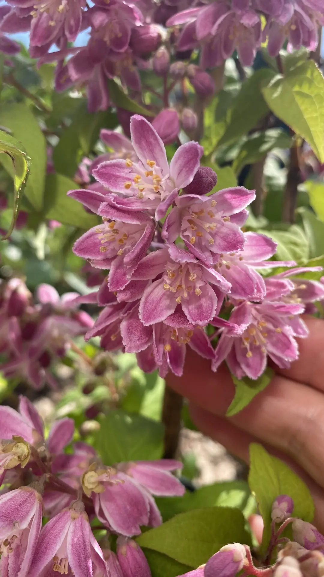 🌸 Садовая жемчужина, о которой вы могли не знать: знакомимся с дейцией!Если вы ищете н...