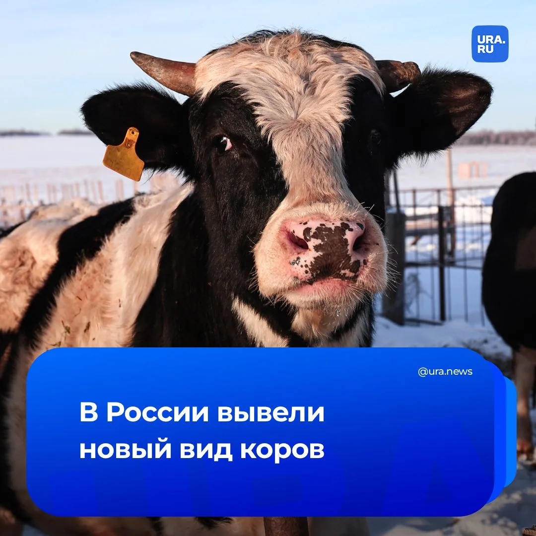 Изображение 1 к публикации «URA.RU»