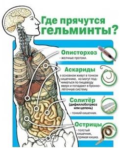 Эльмира куй әле. Кызлар, организмда паразитлар булса чире дә шуннан башлана икән. Нәрсә...