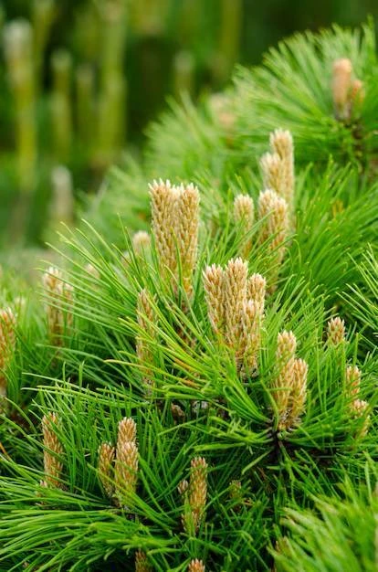 🌲✨ Молодые сосновые ветки — натуральная защита сада от вредителей