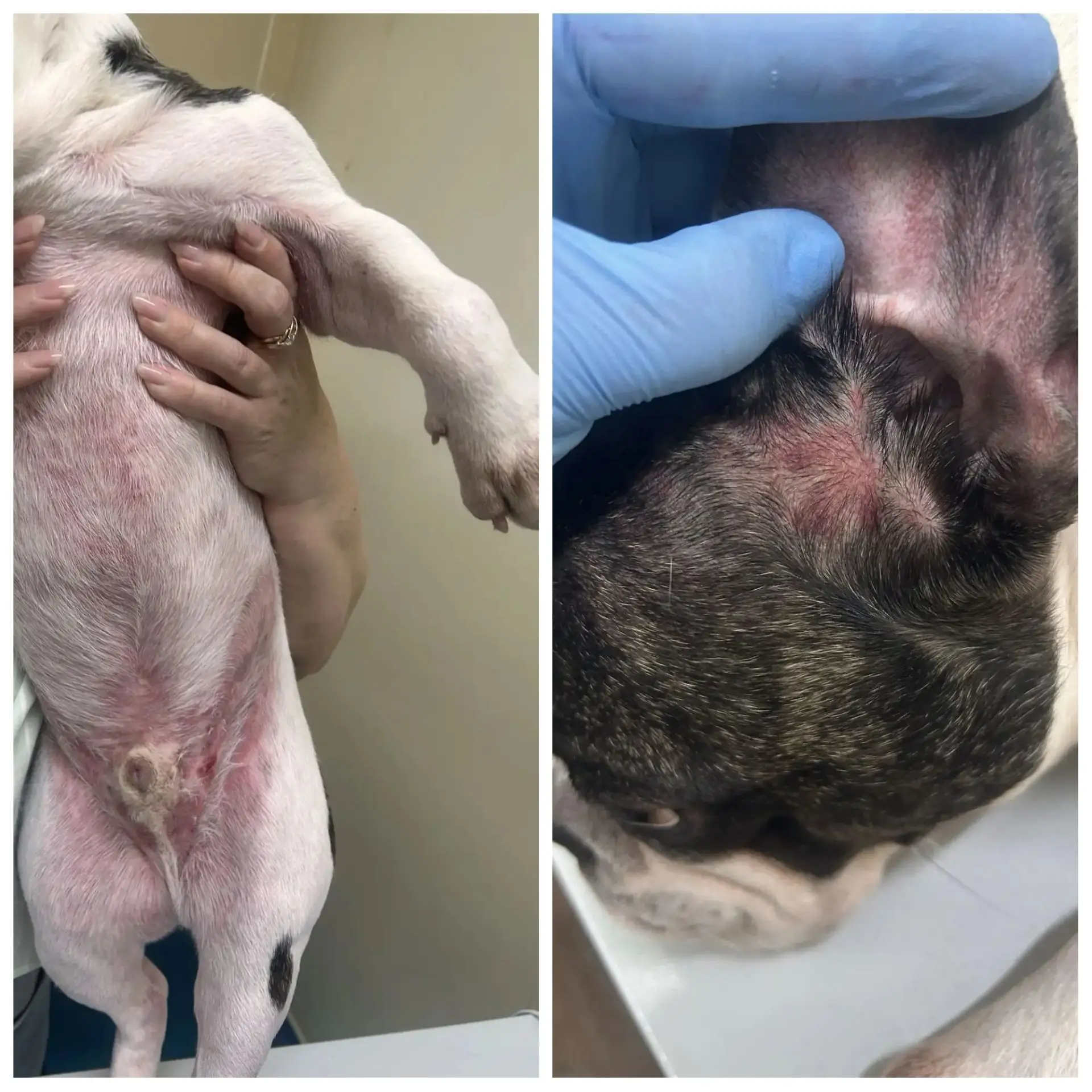 🐶 Аллергия на корм у собак: что важно знать владельцам 🐶