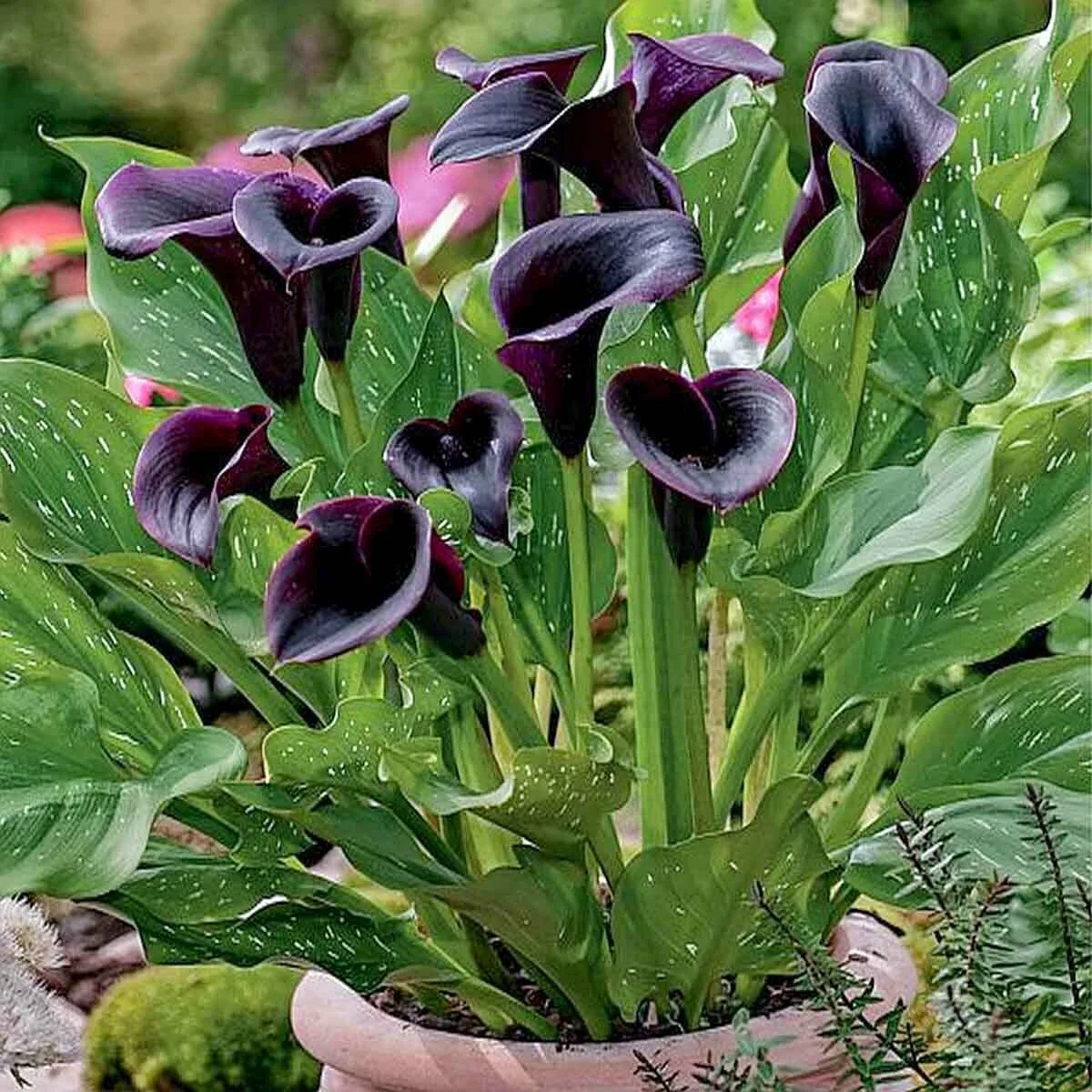 🌸✨ **Цветок удачи для Скорпиона: таинственная чёрная калла** ♏️🖤