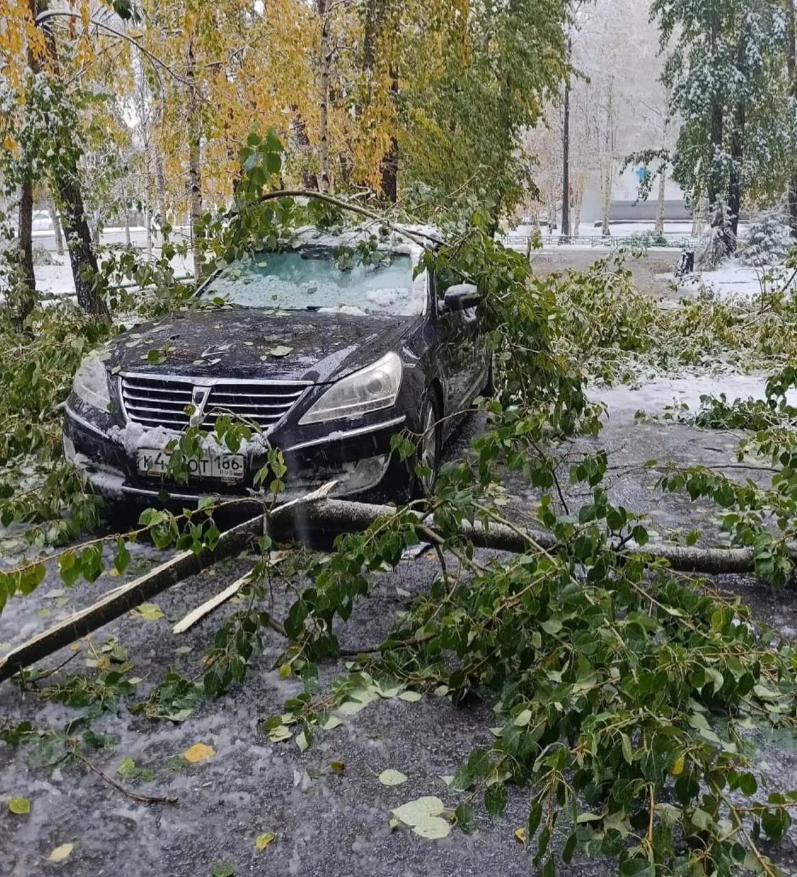 🌨️ В ХМАО непогода повалила деревья и повредила автомобили