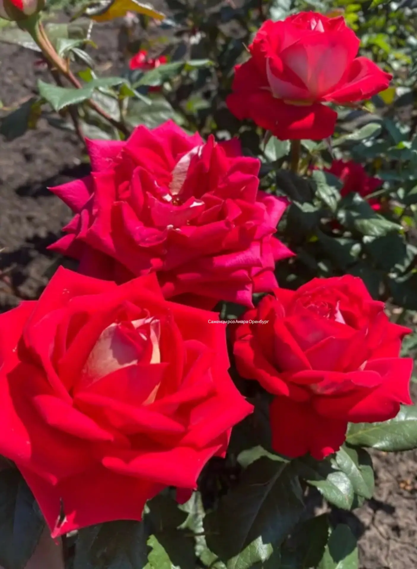 Роза 🌹 Нью Фешн. (Шанти 2 имя)