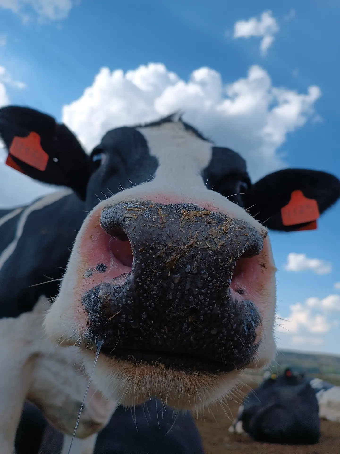 👉А вы знали про уникальность рисунка носа у коровы? 🐮