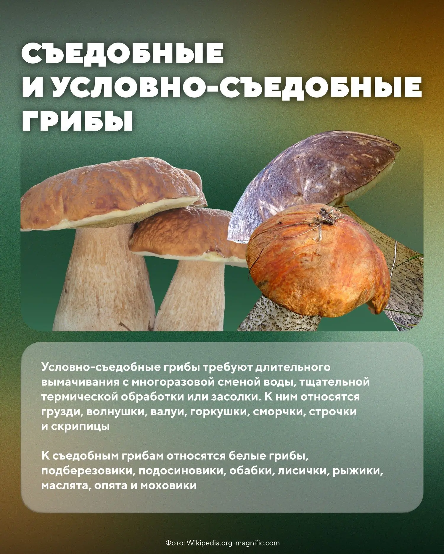 Минприроды Карелии подготовило карточки о том, как отличать съедобные грибы от ядовитых...