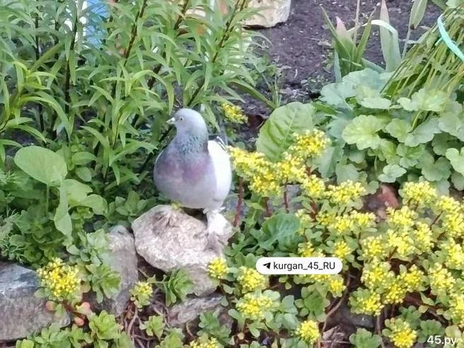 В Кургане спасли редкого породистого голубя, который заблудился на дачном участке. Птиц...