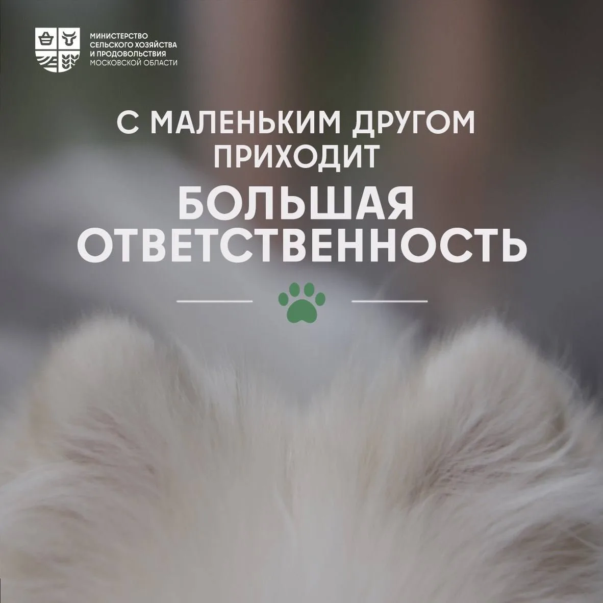 🦮 19 сентября – День ответственного собаководства