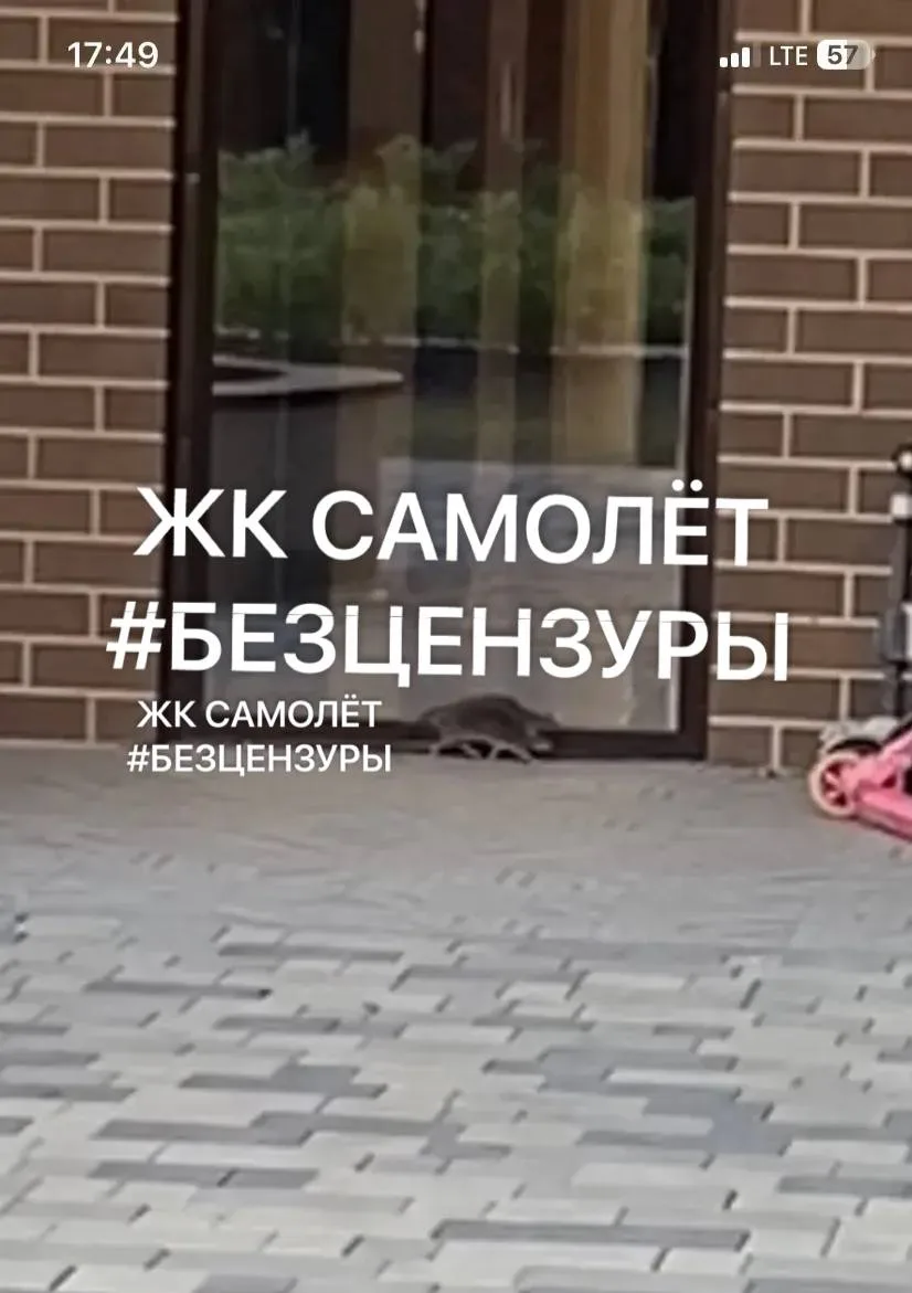 Это крысы бегают, до сих пор не провели дератизацию 😡