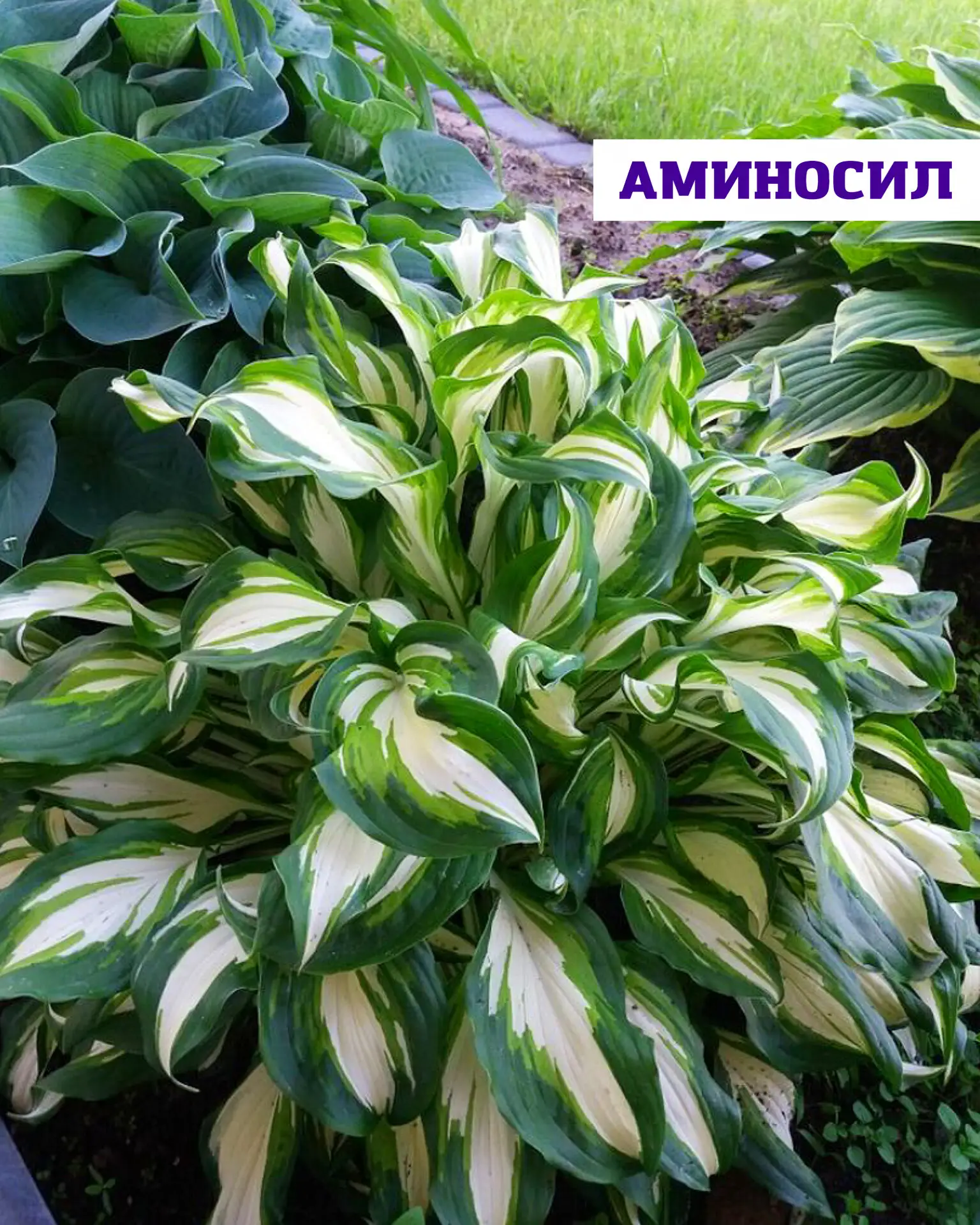 Тень в саду — это не минус, а возможность создать особенное, уютное пространство 💚  Если на участке 