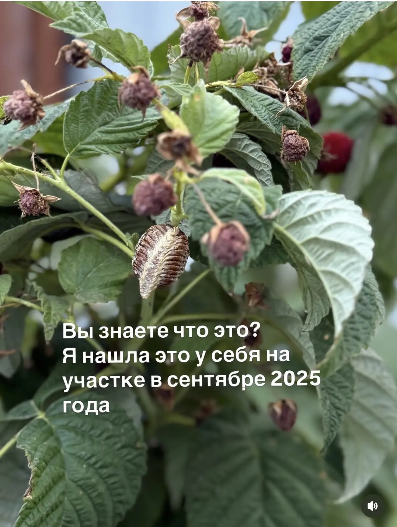 Да, мне 35 лет, я ращу 4-ро детей и два десятка богомолов 💪🏼
Еще учу девчонок работать на себя в д