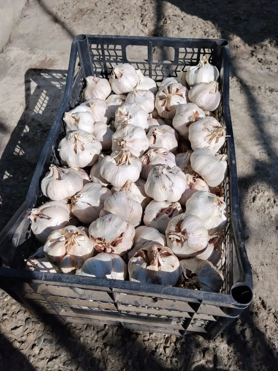 Продаю Майский чеснок 🧄🧄🧄 . Сорт ещё 90х годов. Всегда урожайный. 400р/кг крупный, с...