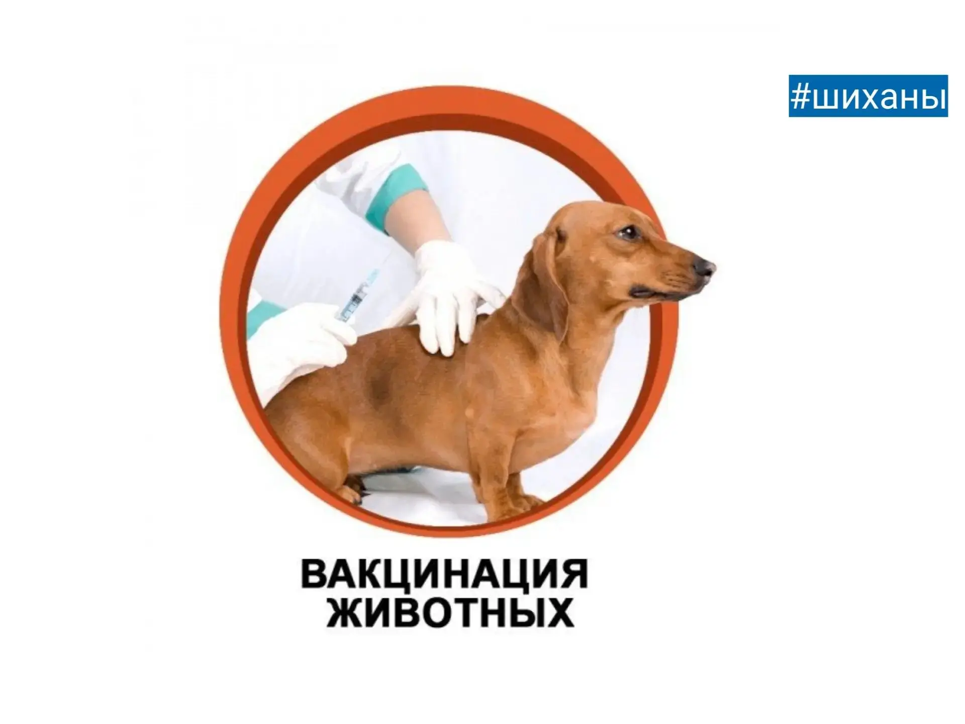 ВНИМАНИЕ!!! вакцинация ПРОТИВ БЕШЕНСТВА!

Специалистами государственной ветеринарной службы ОГУ «Вол