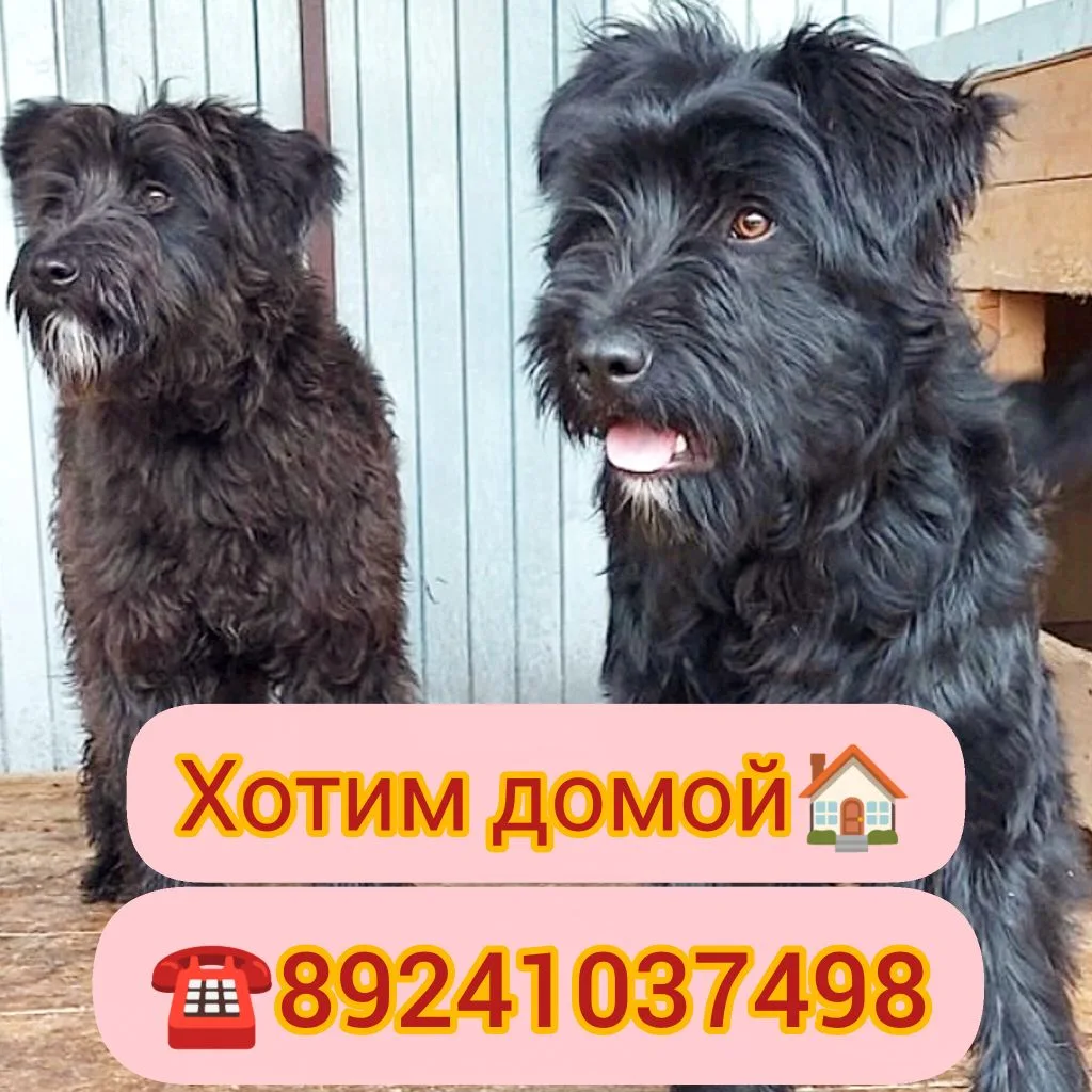 Хочу домой 🏠  
————————  
Знакомьтесь - Щульц и Ватсон 🐕‍🦺♥️  
Два таких замечательных полупородн