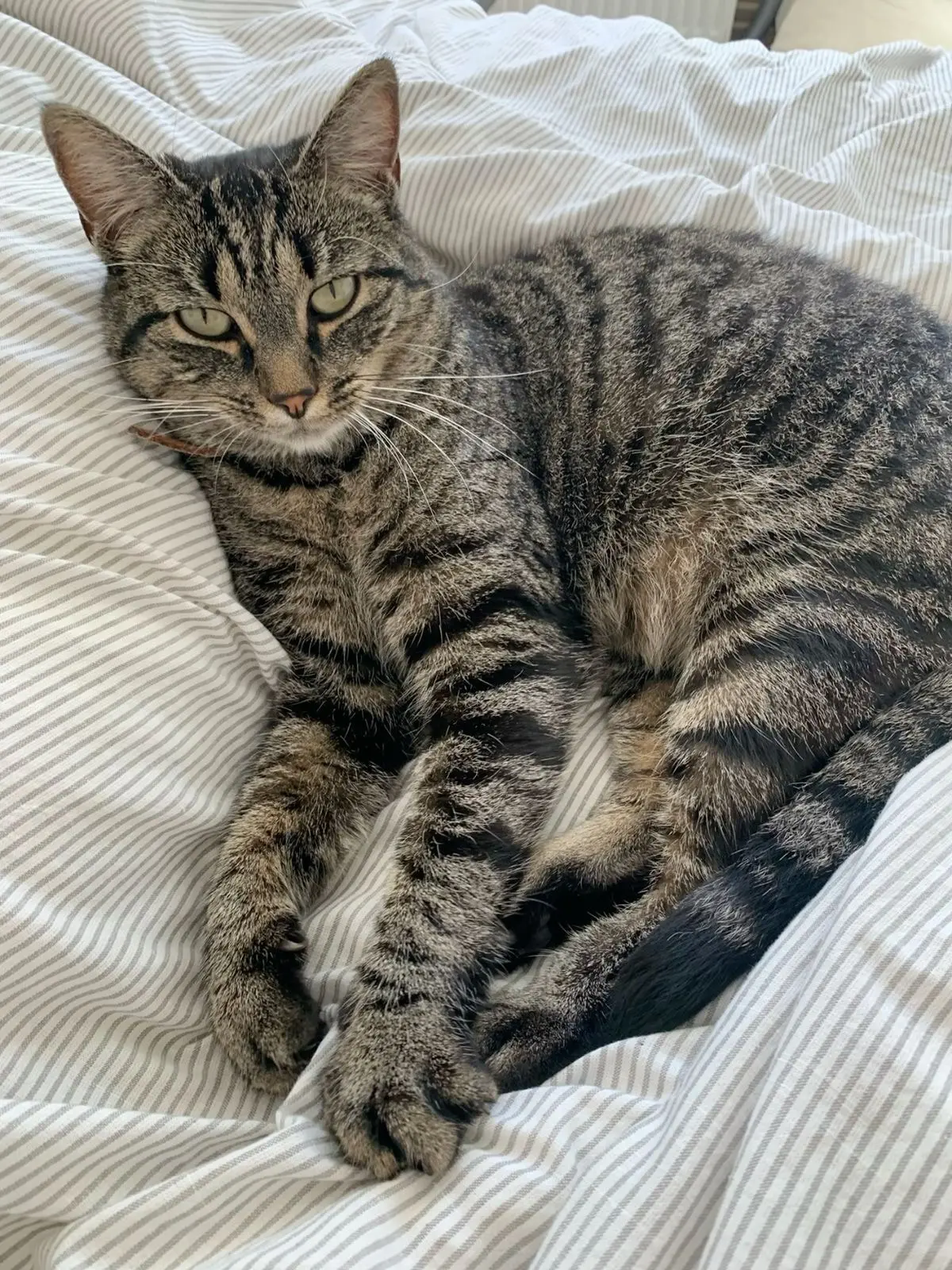 #КотикПодписчика 🥰
