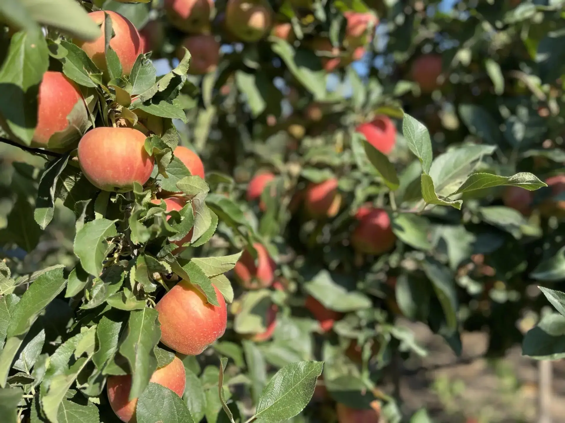 На днях посетил крестьянско-фермерское хозяйство «АгроДарЮг» 🍎