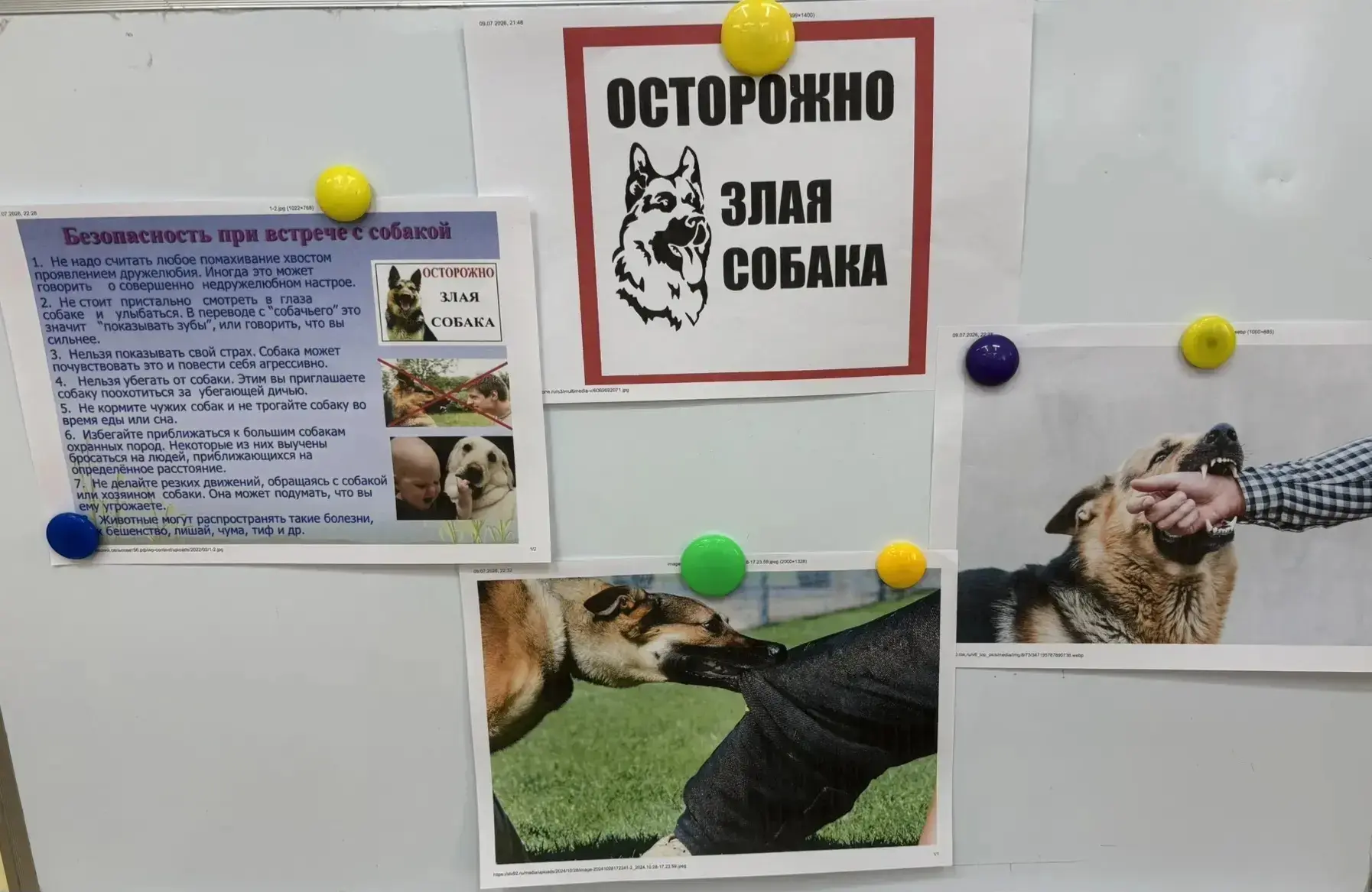 В Единый день  безопасности в детском саду прошли беседы на тему «Осторожно, злая собака!» 🐕‍🦺🐕🦮