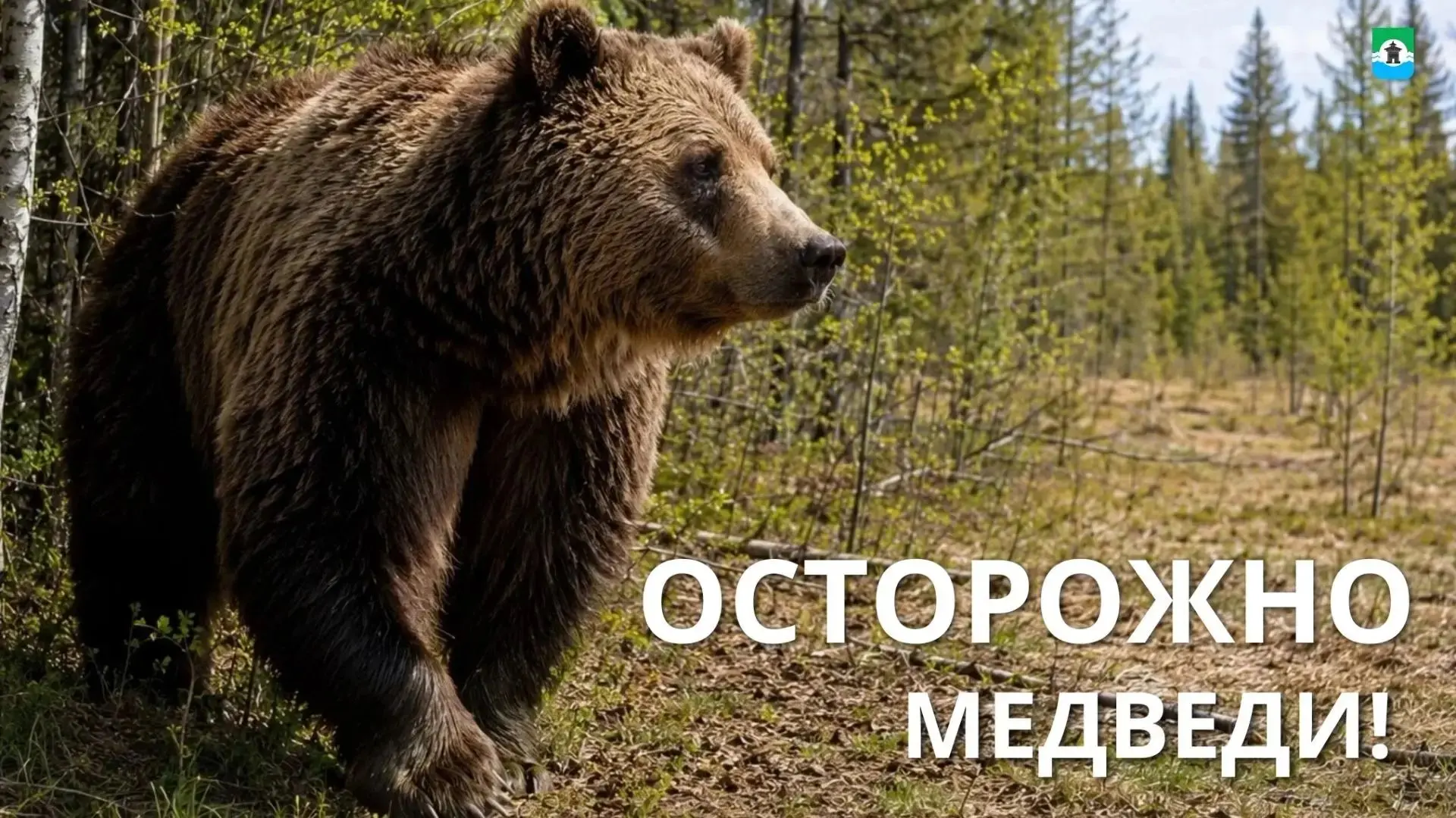 От очевидцев стали поступать сообщения о выходе медведей к дорогам🐻
