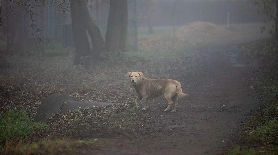 ⚠ Внимание:  происшествие в Тверской области.    16 апреля в городе Зубцов на новой набережной Сте