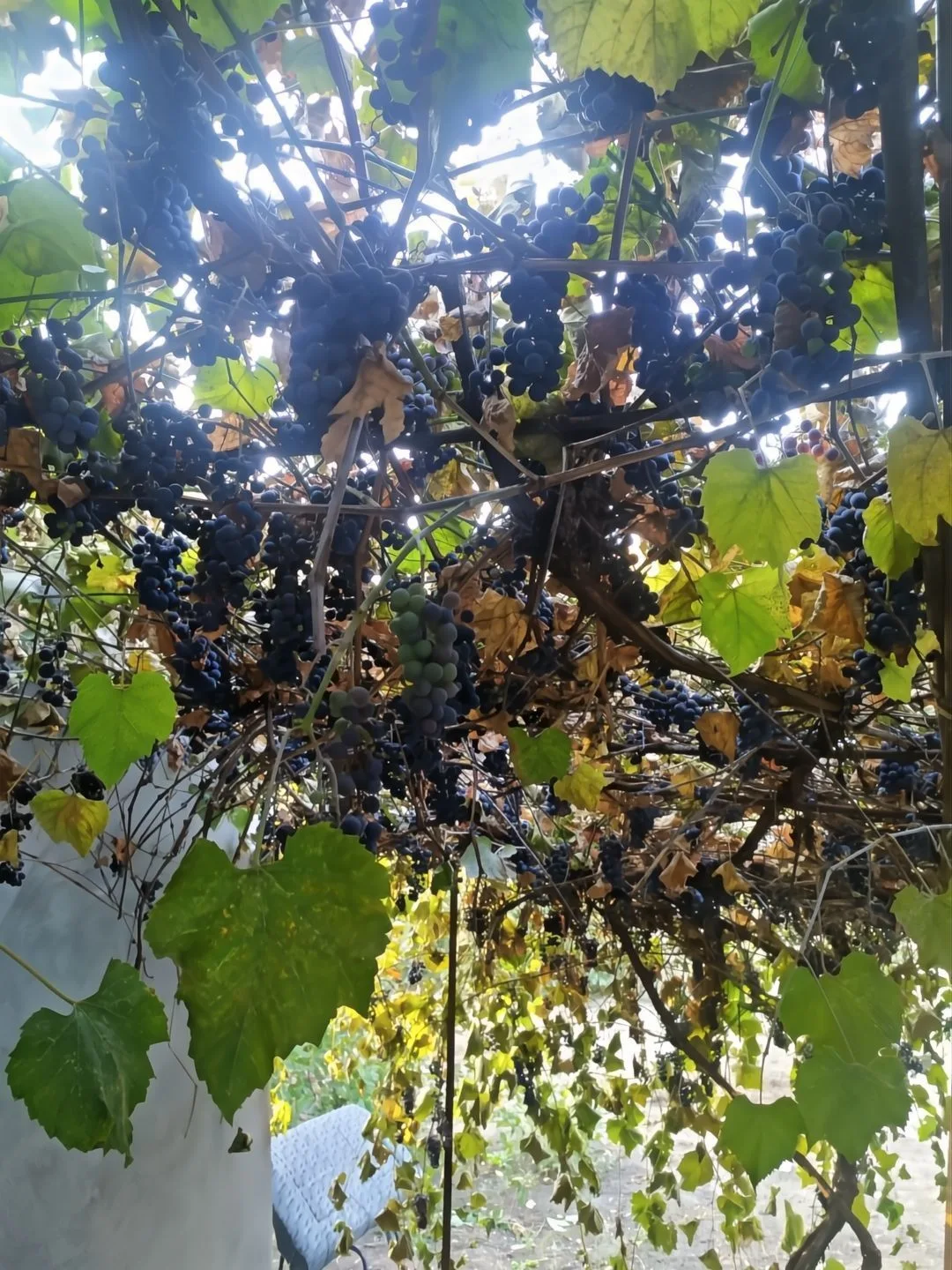 БЕСПЛАТНО винный виноград самосбор