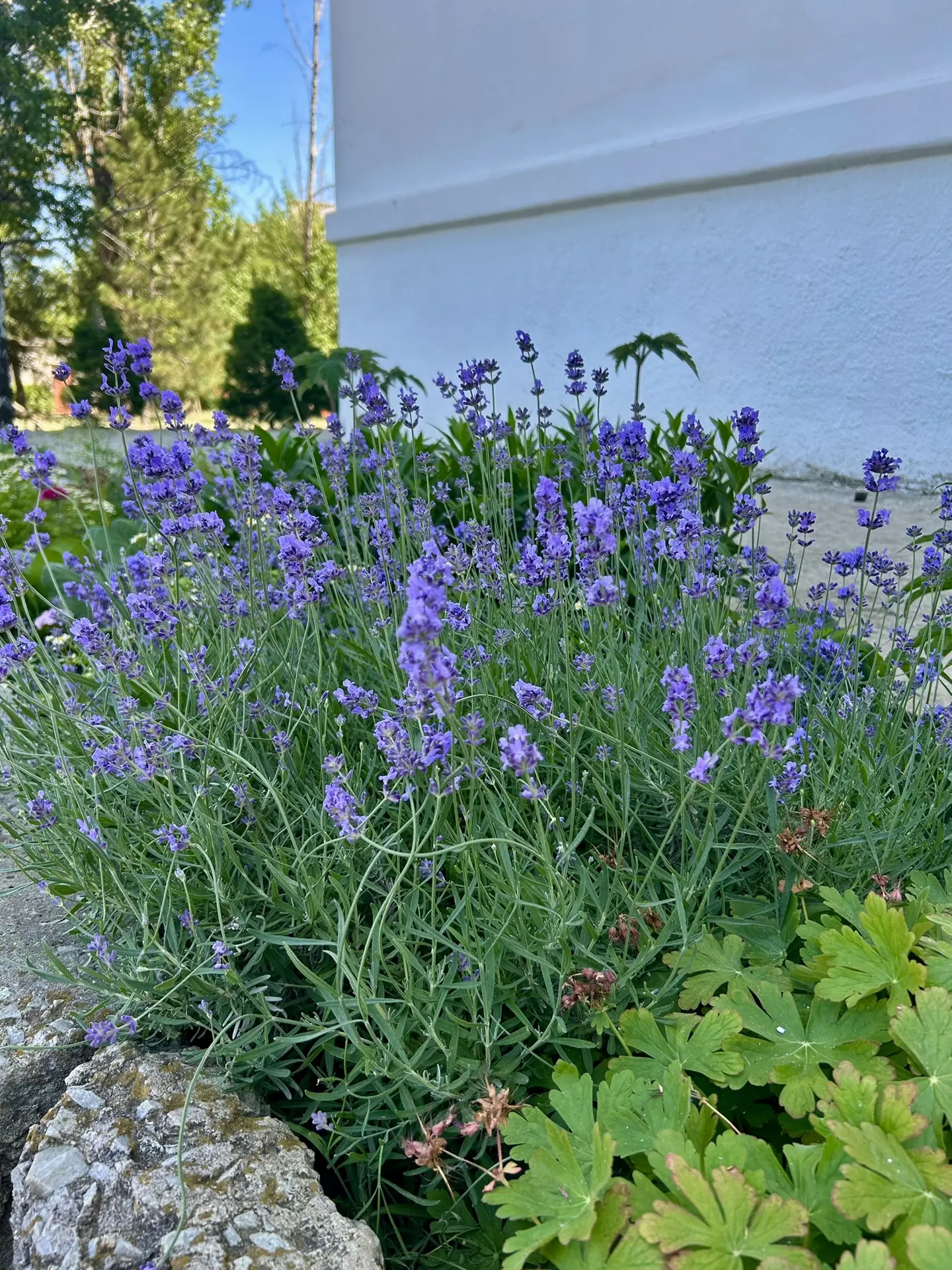 🌿💜 Цифровой гербарий нашей клумбы: выпуск первый — ЛАВАНДА
Первый экспонат нашего «Цифрового герба