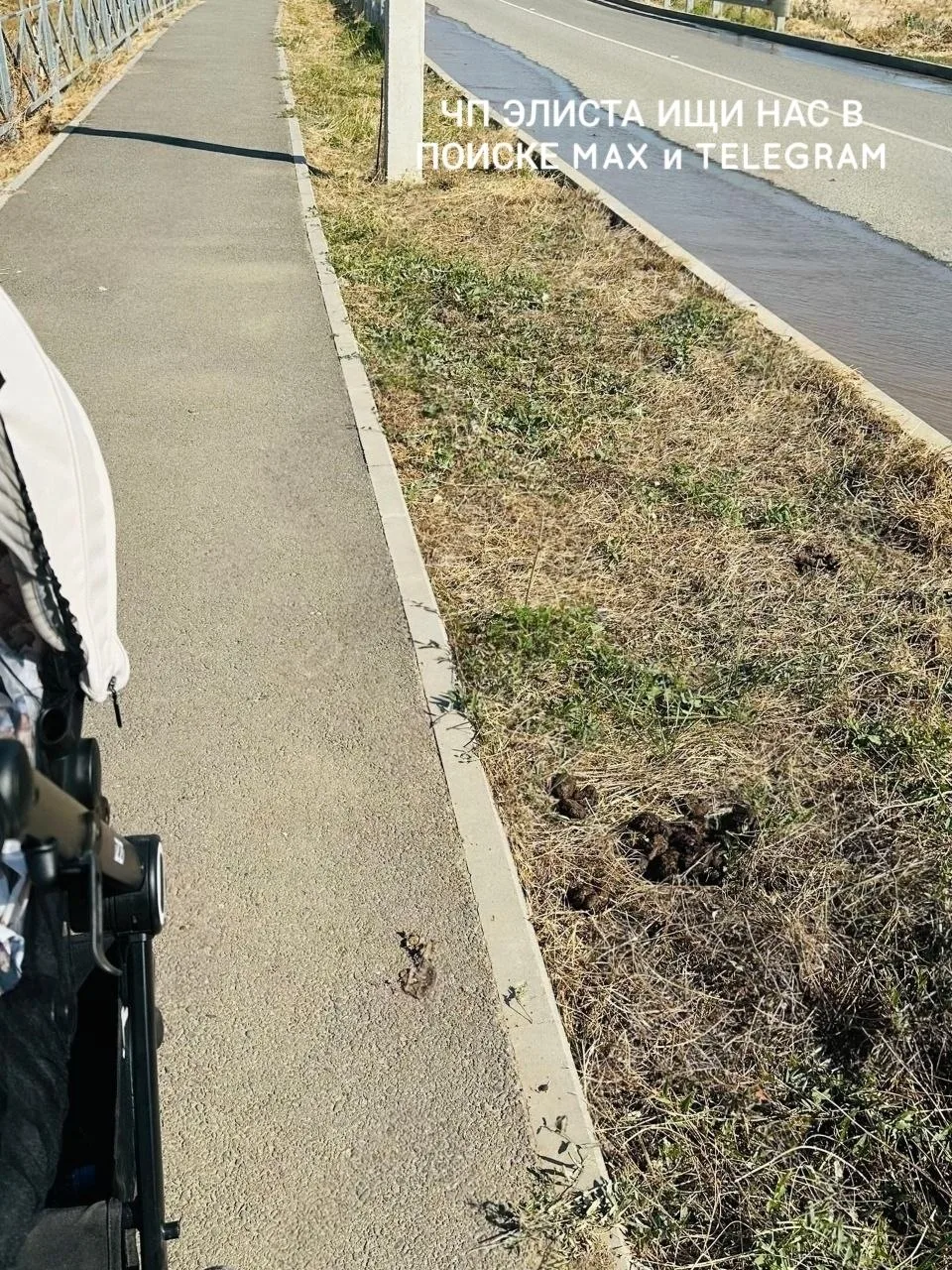 Нам пишут: хозяин лошадей, которые пасутся в западном районе города, пожалуйста, убирай...