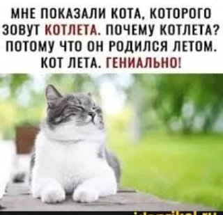 В сети завирусился мем: «Кота зовут Котлета, потому что он родился летом (кот лета)». Д...