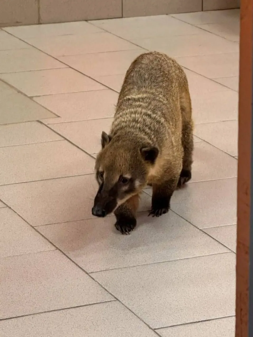 🦝 Четырёх носух изъяли из контактного зоопарка, который работал в подвале жилого дома ...