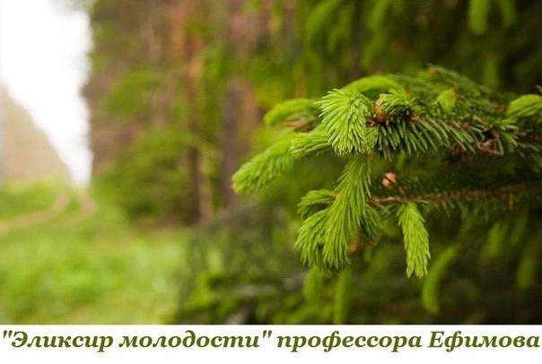 ЗОЛОТОЙ РЕЦЕПТ ПРОФЕССОРА ЕФИМОВА

Взять горсть хвои (30-50г) длиной 20-30 см, лучше от концевых вет