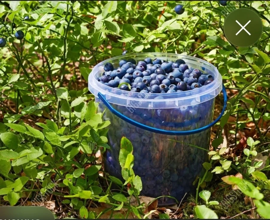 ЧЕРНИКА 1 ЛИТР 500 РУБЛЕЙ